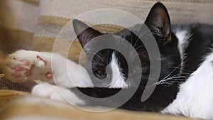 Cute cat is slumbering in a chair, closing and opening eyes