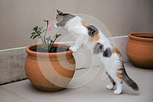 Cute cat smelling a flower