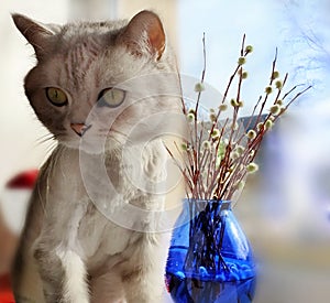 Cute Cat in the spring and blue glass vase plants a bouquet of willow at the top of the window animals enjoy the suns