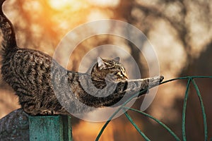 A cute cat, standing on a fence, stretches her paws forward. On the Sunset