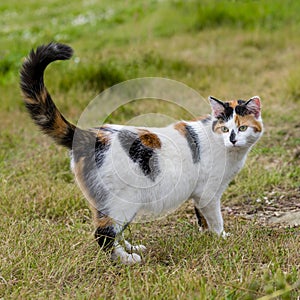 Cute cat standing on grass with its raised tail