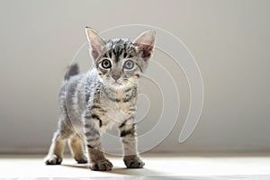 cute cat standing in room and mornig light photo