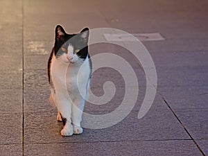 Cute cat standing on a terace