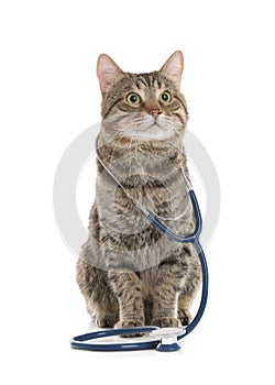 Cute cat with stethoscope as veterinarian doc on white