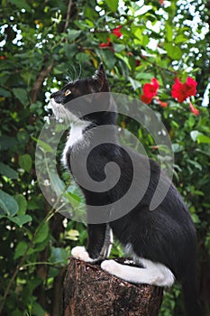cute cat stock image _ picture _ photo