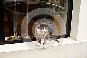 Cute cat on the streets of Tbilisi, Georgia