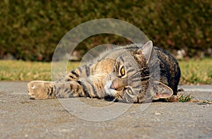 Cute cat stretches and resting