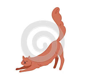 Cute cat stretching itself on front paws with tail raised up. Happy funny kitty. Feline animal. Adorable smiling kitten