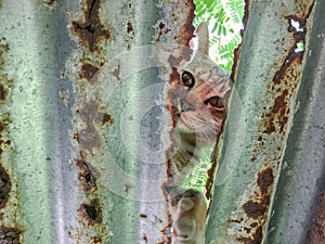 Cute cat stuck behind the rusty zinc roof at Asian