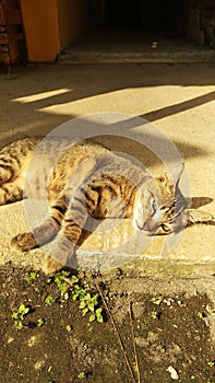 a cute cat is sunbathing