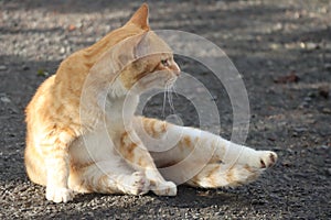 cute cat sunbathing