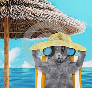 Cute cat sunbathing on a beach chair and looking through binoculars. 3d render