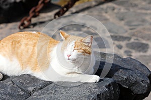 Cute cat sunbathing with closed eyes and take a nap lazy on black stones of Lanzarote Island, Spain