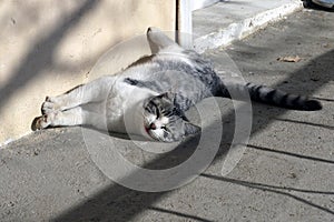 A cute cat sunbathing, a crazy cat sunbathing