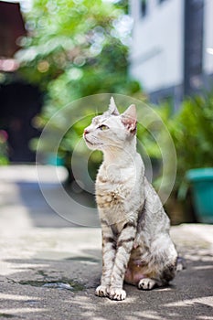 A cute cat sunbathing in the morning