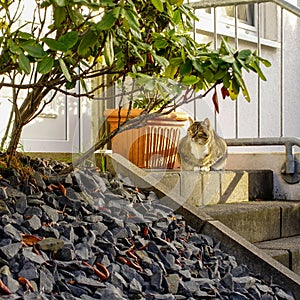 Cute cat sunbathing on the staircase