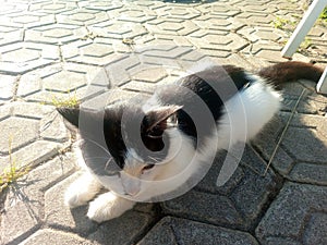 Cute Cat sunbathing in the yard