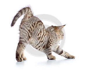 Cute cat tabby kitten stretching isolated on white background