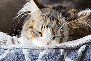 Cute cat taking a nap closeup