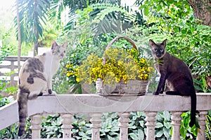 Cute cat with Thai copper pod flower, Animal portrait with nice blossom flower