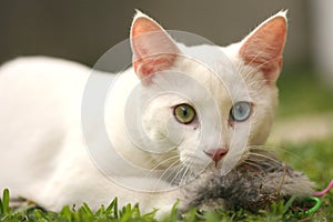 Cute cat with toy mouse