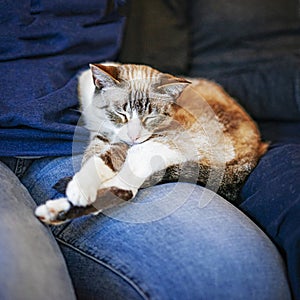 Cute cat trustingly and comfortable sleeping on lap of owner