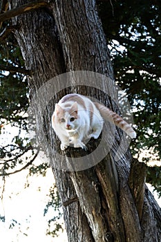 Cute Cat Up In A Tree