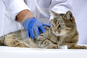 Cute cat at the veterinarian's appointment. Examination of a cat in the clinic. Veterinary medicine.