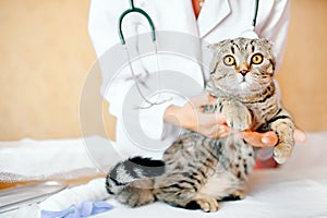 Cute cat at veterinary having medical treatment