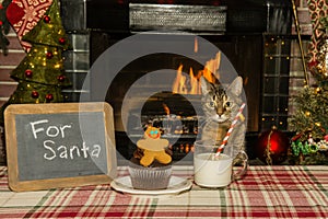 A cute cat waiting for Santa