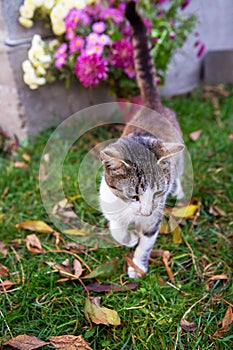 Cute cat walks on fallen orange leaves. Warm autumn