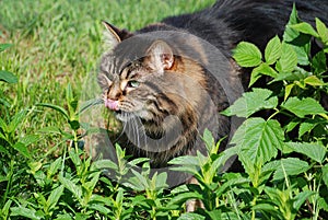 Cute cat watching bird 2