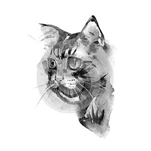 Cute cat. Watercolor illustration. T-shirt print. Greeting card. Poster Kitten.