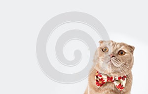 Cute cat wearing a bow tie on white background with copy space. Christmas banner, greeting card. Christmas sale, shopping