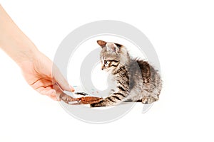 Cute Cat on white background