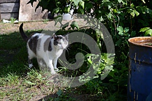 Cute cat white and gray colors walks in the old garden