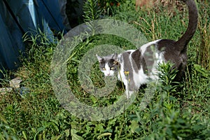 Cute cat white and gray colors walks in the old garden