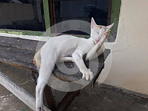 cute cat white orange pattern licking his hand on a bench made of wood