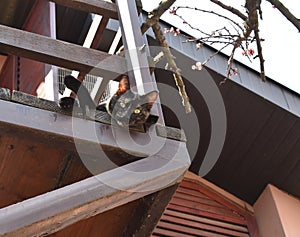 A cute cat on the wooden terrace looking down