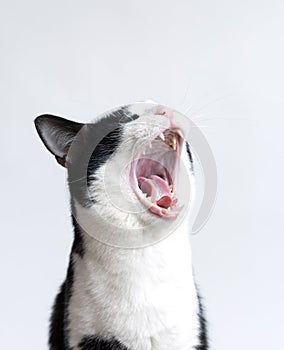 Cute cat yawns. Very open mouth. isolated