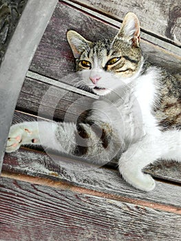 Cute cat with yellow eyes lying on bench narrowed yellow eyes, vertical frame