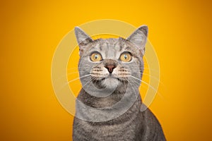 cute cat with yellow eyes portrait looking surprised on yellow background