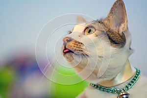 Cute cat yellow eyes