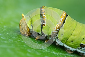 Cute Caterpillar of borneo