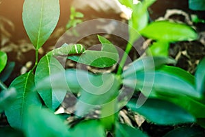 Cute Caterpillar or green worm eating leaf on the green leaf plant background