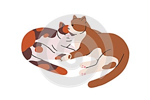 Cute cats couple. Funny feline animals friends lying together. Two adorable sweet kitties. Love and care concept