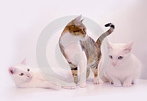 Cute cats looking funny