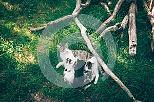 Cute cats having fun outdoors in the garden