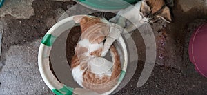 Cute cats holding hand in bucket.