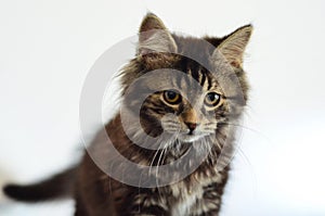 Cute Cats and Kittens Portrait Cats and Kittens Portrait Photos